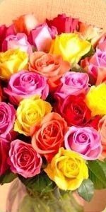 Роза самых популярных цветков