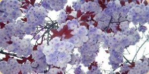 Нежная сирень