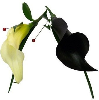 Черная и Белая Калла