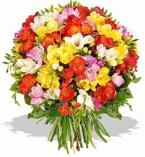 Букет из разноцветных Фрезий «Ароматные фрезии»