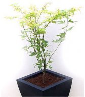 Acer palmatum Кацура Acer palmatum Кацура