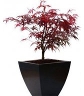 Асера palmatum Atropurpureum японский клен Асера palmatum Atropurpureum японский клен