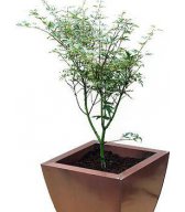 Асера palmatum Бабочки японского клена Асера palmatum Бабочки японского клена