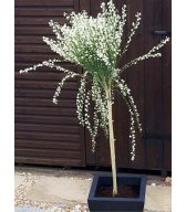 Брум Дерево Cytisus scoparius стандарт - белый Брум Дерево Cytisus scoparius стандарт - белый