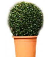 Самшит (Buxus Sempervirens) шар 30см Самшит (Buxus Sempervirens) шар 30см