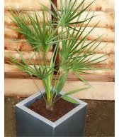 Хамеропс (Chamaerops humilis) Хамеропс (Chamaerops humilis)