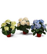 Гортензия куст 35 см Гортензия куст 35 см