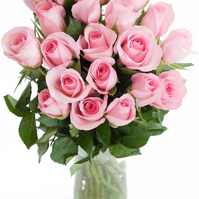 Роза 40 см Кенийская