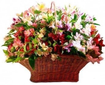 Композиция из Альстромерий в корзине «Монпансье»