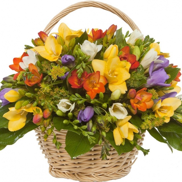 Композиция из разноцветных Фрезий в корзине «Краски жизни»