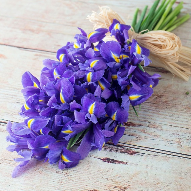 Букет из Ирисов «Синий ирис»