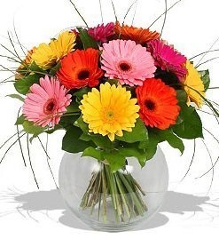 Букет из гербер «Сияло солнце»