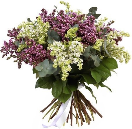 Букет из Сирени «Весенний всплеск»