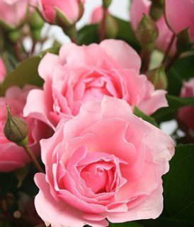 Сладкий розовый букет из роз