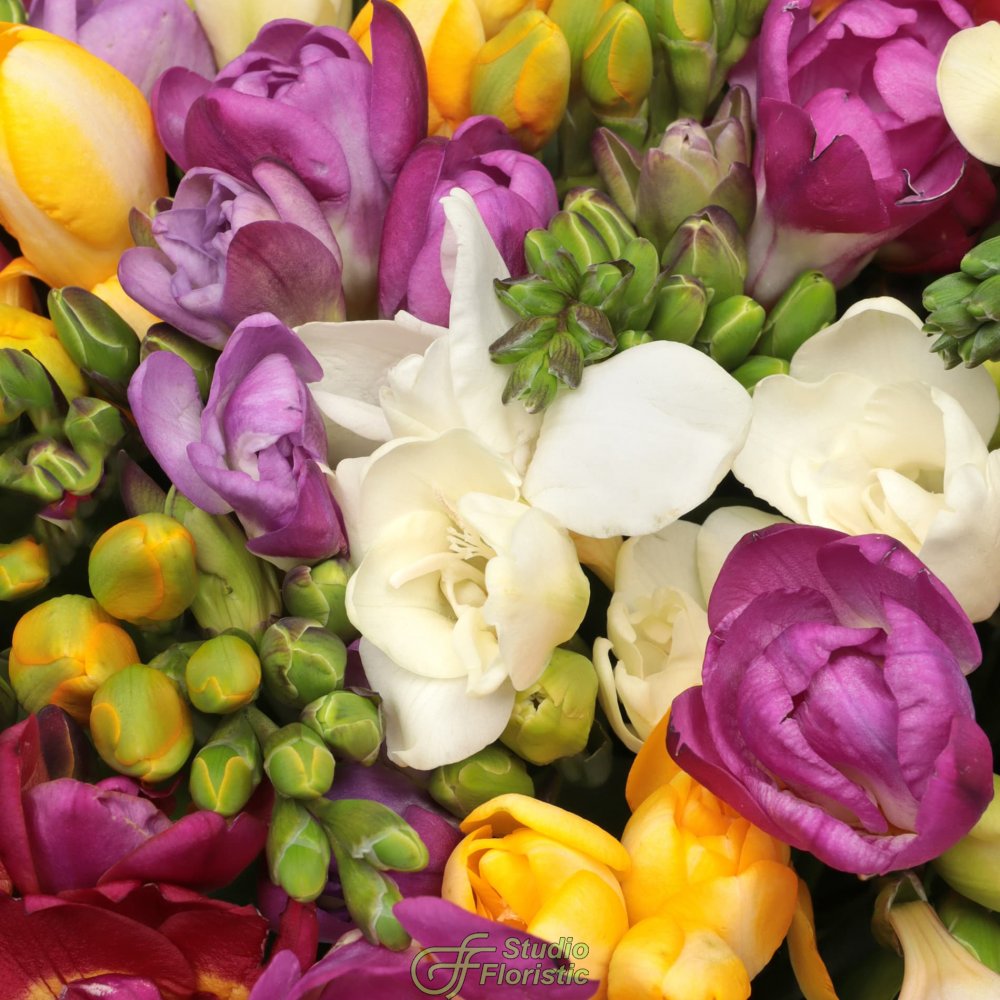 Букет из разноцветных Фрезий «Современный» Букет из разноцветных Фрезий «Современный»