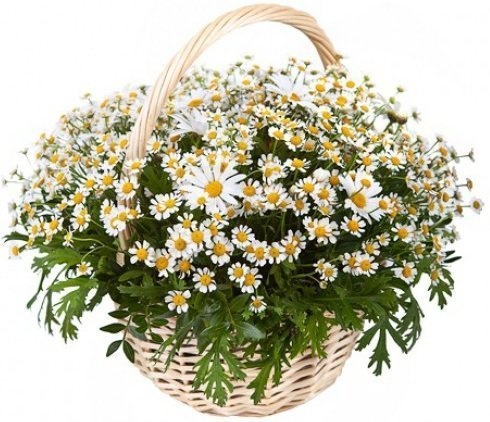Композиция из полевых и одноголовых Ромашек в корзине «Ромашковый сад»