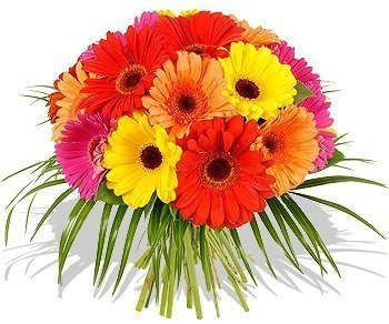 Букет Гербер «Великолепные Герберы»