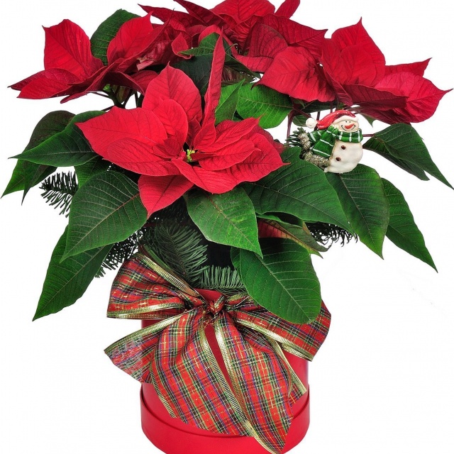 Пуансетия №2