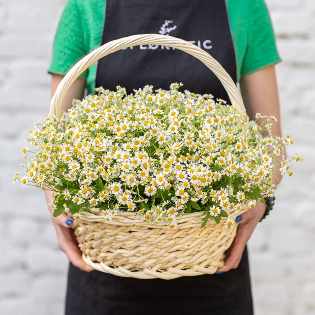 Композиция из Матрикарий в корзине «Поцелуй ромашек»