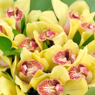 Букет из желтых орхидей 