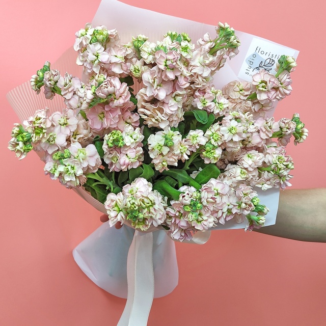 Букет из кремовой Маттиолы «Фарфоровое Чудо»