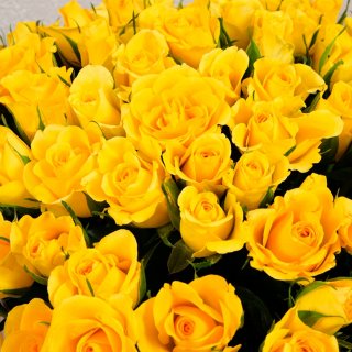 Желтая роза Кения в коробке 101шт
