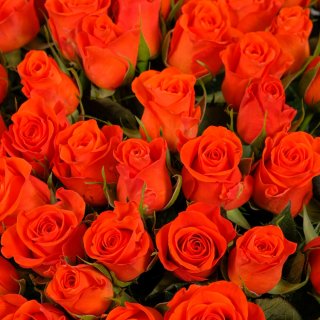 Оранжевая роза Кения в коробке 101шт