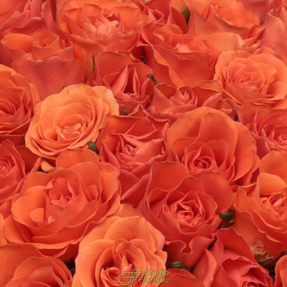 Букет из оранжевых Роз Кения 40 см 51 шт «Оранжевое небо» Букет из оранжевых Роз Кения 40 см 51 шт «Оранжевое небо»