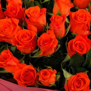 Роза Кения оранжевая 51шт 40 см