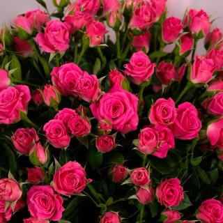 Роза кустовая Розовая 31шт 40см