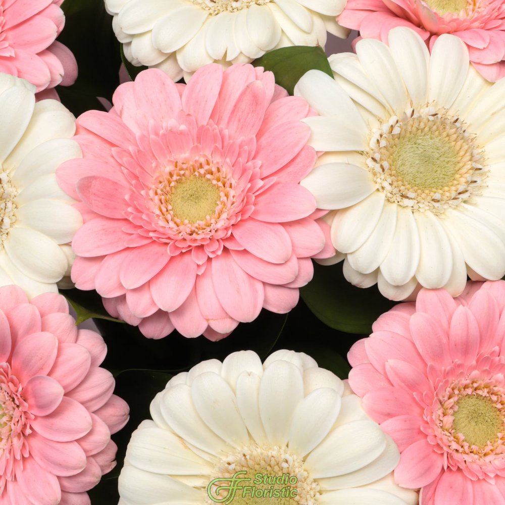 Букет из Гермини «Теплые мгновения» Букет из Гермини «Теплые мгновения»