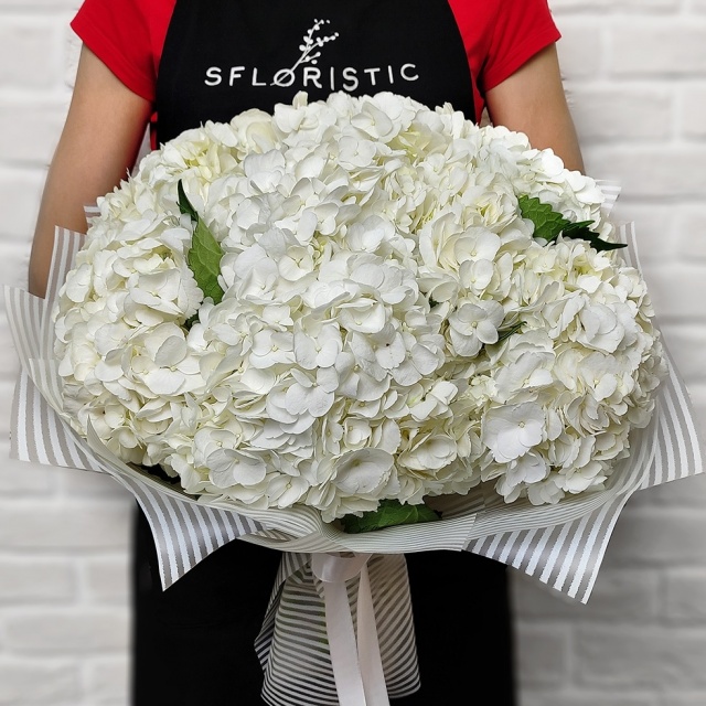 Букет из Гортензий «Белиос»