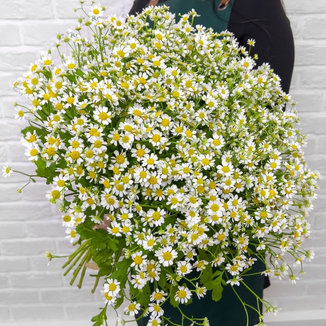 Букет из 31 Ромашки «Нежные ромашки» Букет из 31 Ромашки «Нежные ромашки»