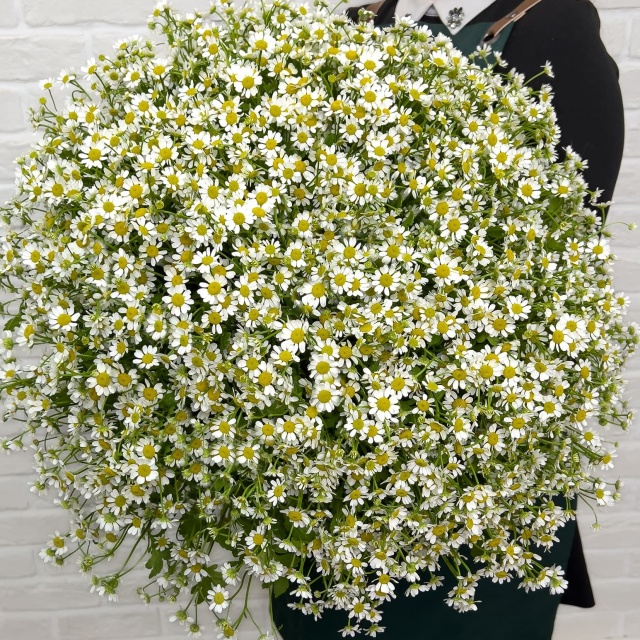 Букет из 75 Ромашек «Теплый день»