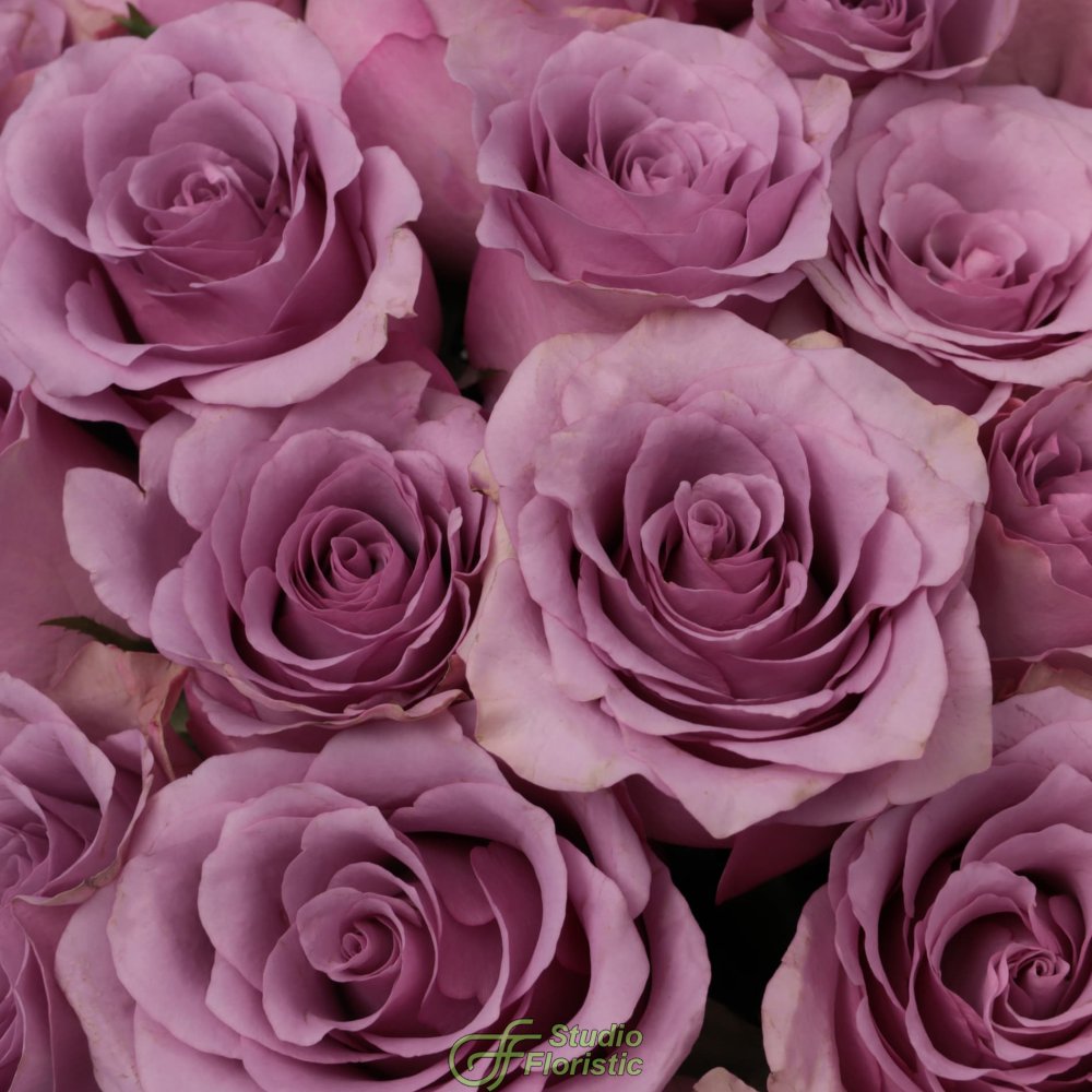 Букет из сиреневых Роз Кения 25 шт 40 см «Чарующий» Букет из сиреневых Роз Кения 25 шт 40 см «Чарующий»