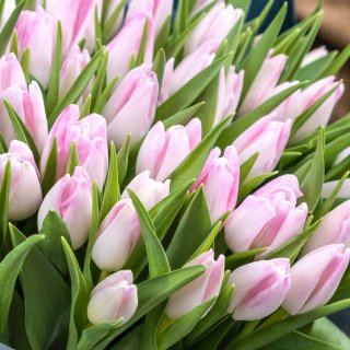 Букет из нежно-розовых тюльпанов 51 шт «Подснежники»