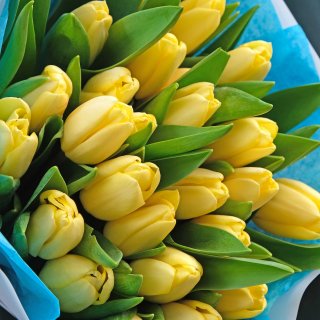 Букет тюльпанов 25 шт «Возлюбленной»