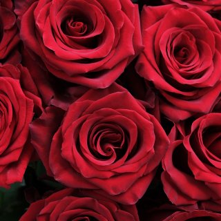 Букет из красных Роз 25 шт 100 см «Аурелия»