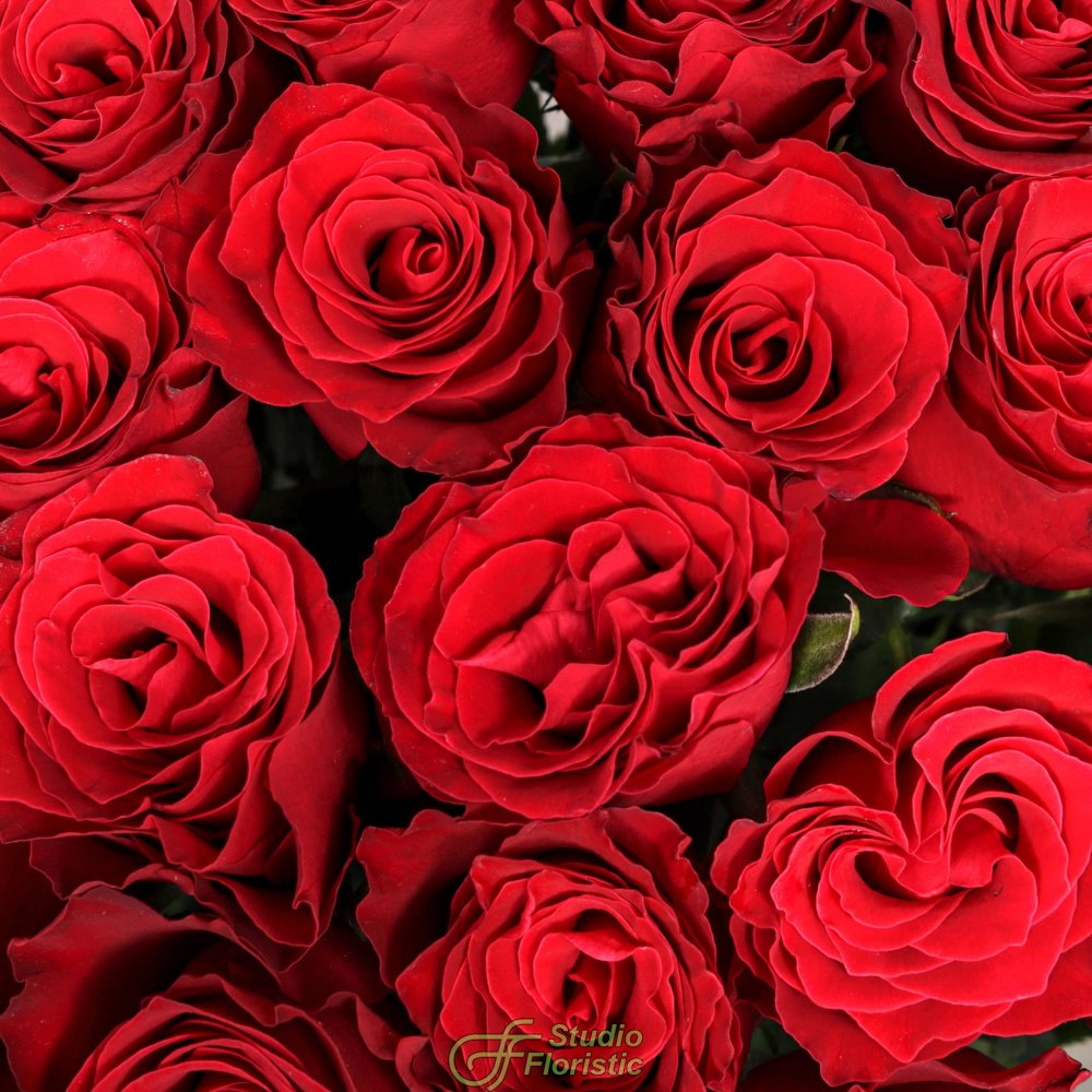 Композиция из Пихты «Золотая Ночь» Композиция из Пихты «Золотая Ночь»