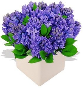 Композиция из Гиацинтов «Голубой гиацинт в кубе»