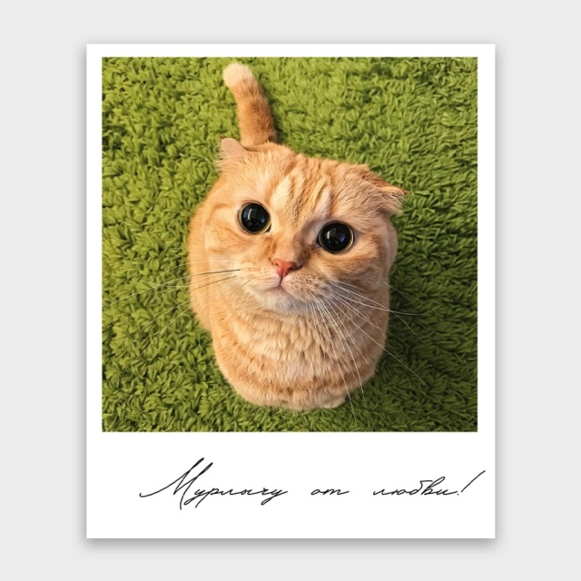 Открытка-фотокарточка «Мурлычу от любви!»