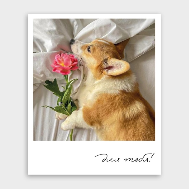 Открытка-фотокарточка с корги «Для тебя!» Открытка-фотокарточка с корги «Для тебя!»