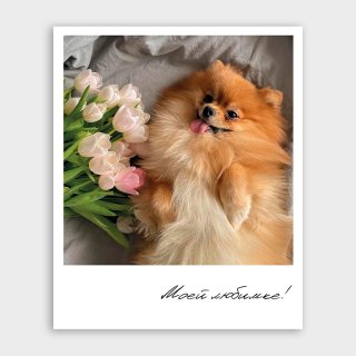 Открытка-фотокарточка со шпицем «Моей любимке!»