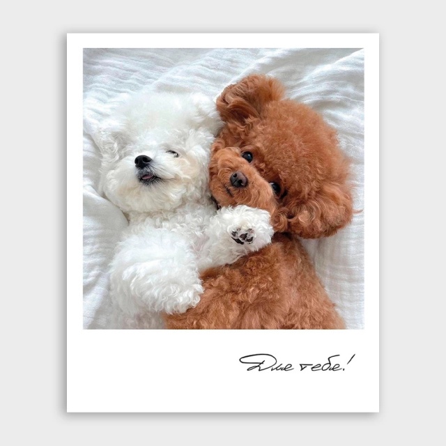 Открытка-фотокарточка с собачками «Для тебя!»