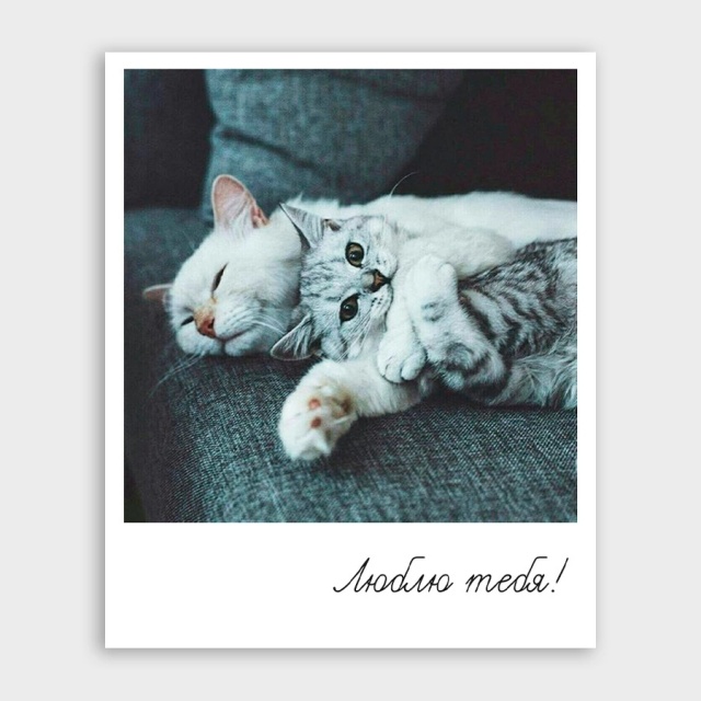 Открытка-фотокарточка с котиками «Люблю тебя»