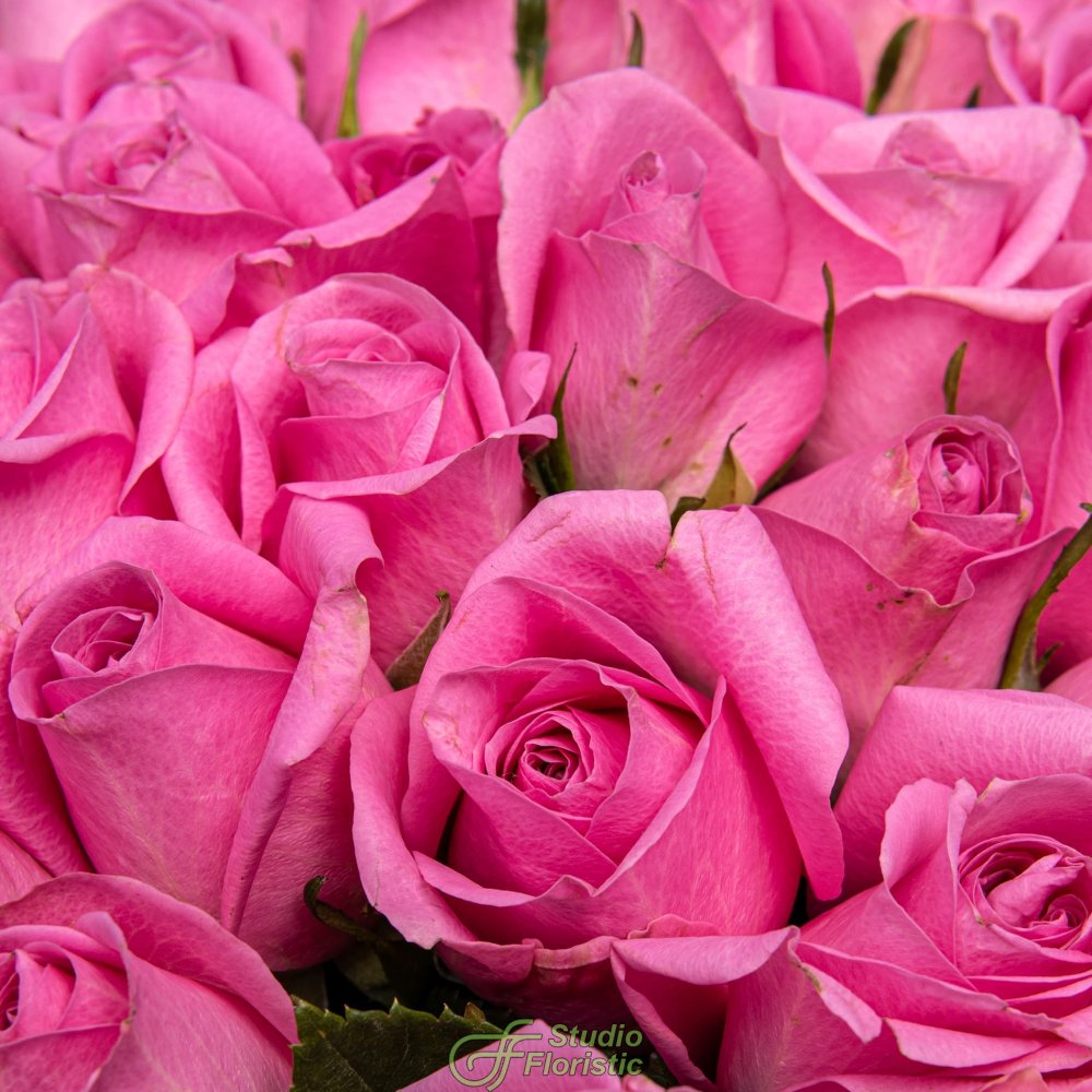 Букет розовых Роз Кения 40 см 51 шт «Любовь к Тебе» Букет розовых Роз Кения 40 см 51 шт «Любовь к Тебе»