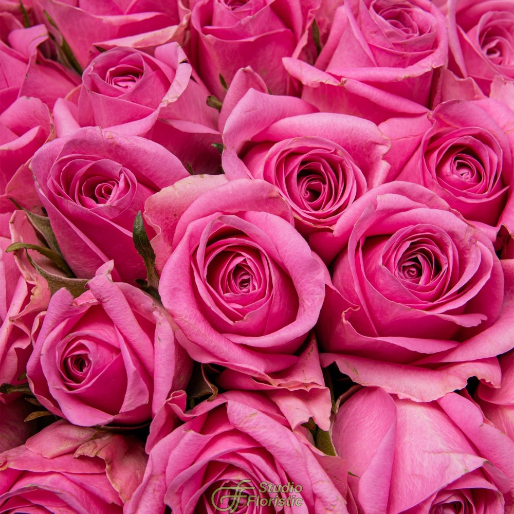 Букет розовых Роз Кения 40 см 101 шт «Всплеск Страсти» Букет розовых Роз Кения 40 см 101 шт «Всплеск Страсти»