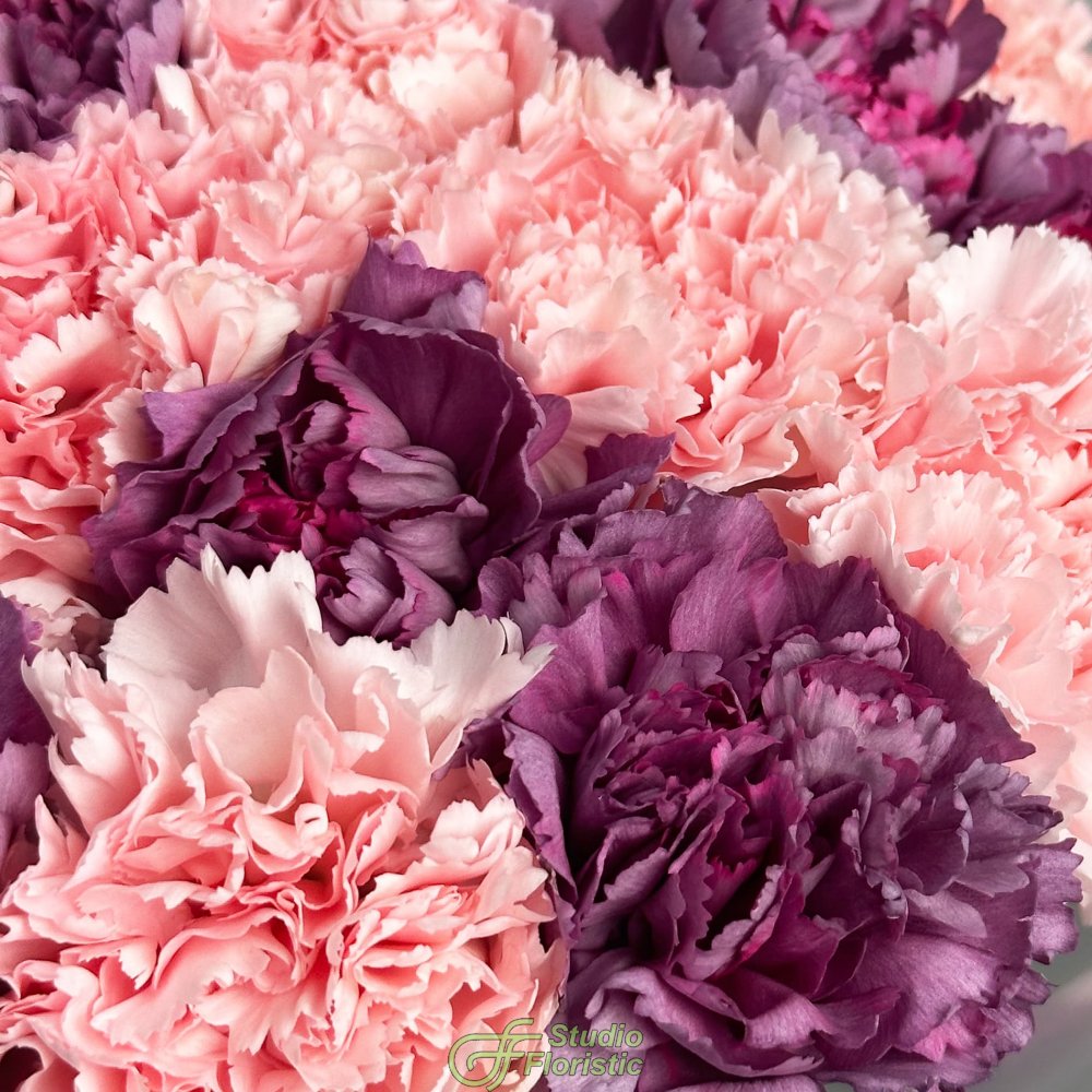 Букет из розовых и фиолетовых Гвоздик 25 шт «Эхо Заката» Букет из розовых и фиолетовых Гвоздик 25 шт «Эхо Заката»