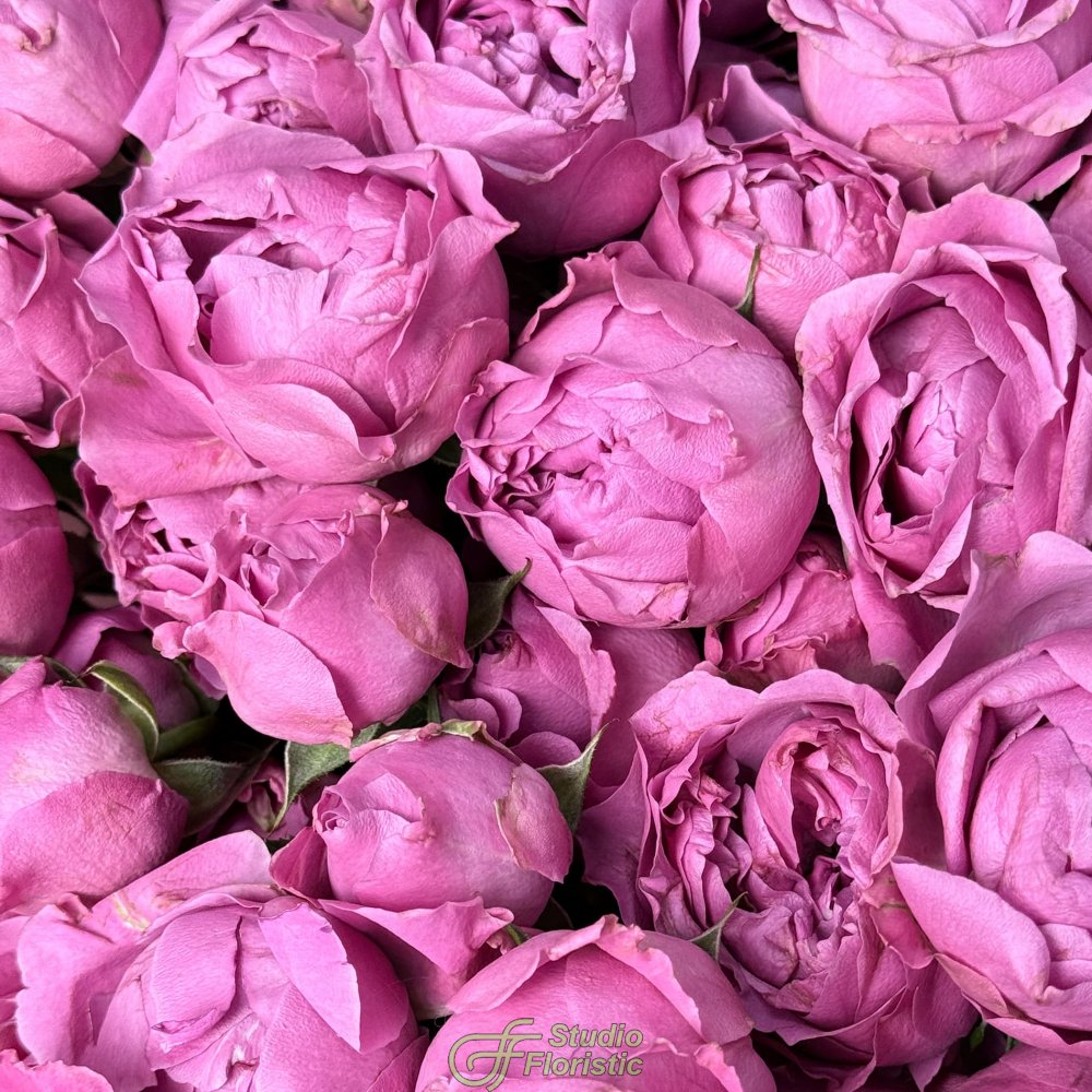 Букет из Кустовых Пионовидных Роз Мисти Баблс 25 шт «Волшебный сад» Букет из Кустовых Пионовидных Роз Мисти Баблс 25 шт «Волшебный сад»