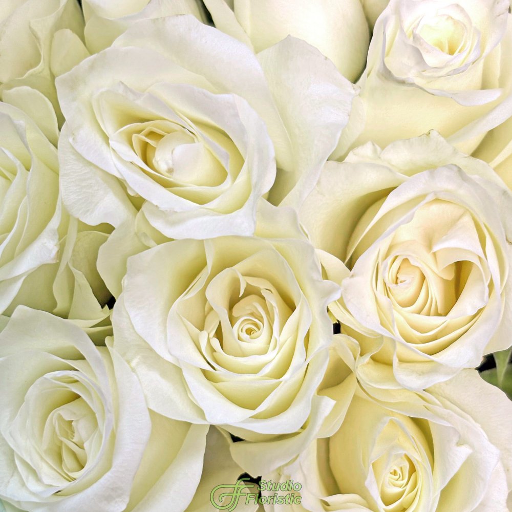 Букет из белых Роз Кения 40 см 25 шт «Айсберг» Букет из белых Роз Кения 40 см 25 шт «Айсберг»